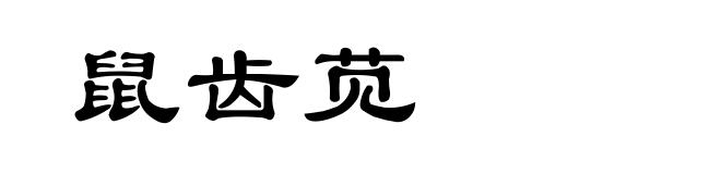 鼠齿苋