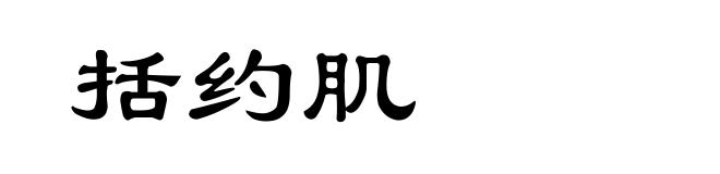 括约肌